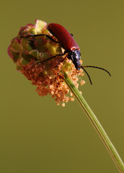 Omophlus lepturoides